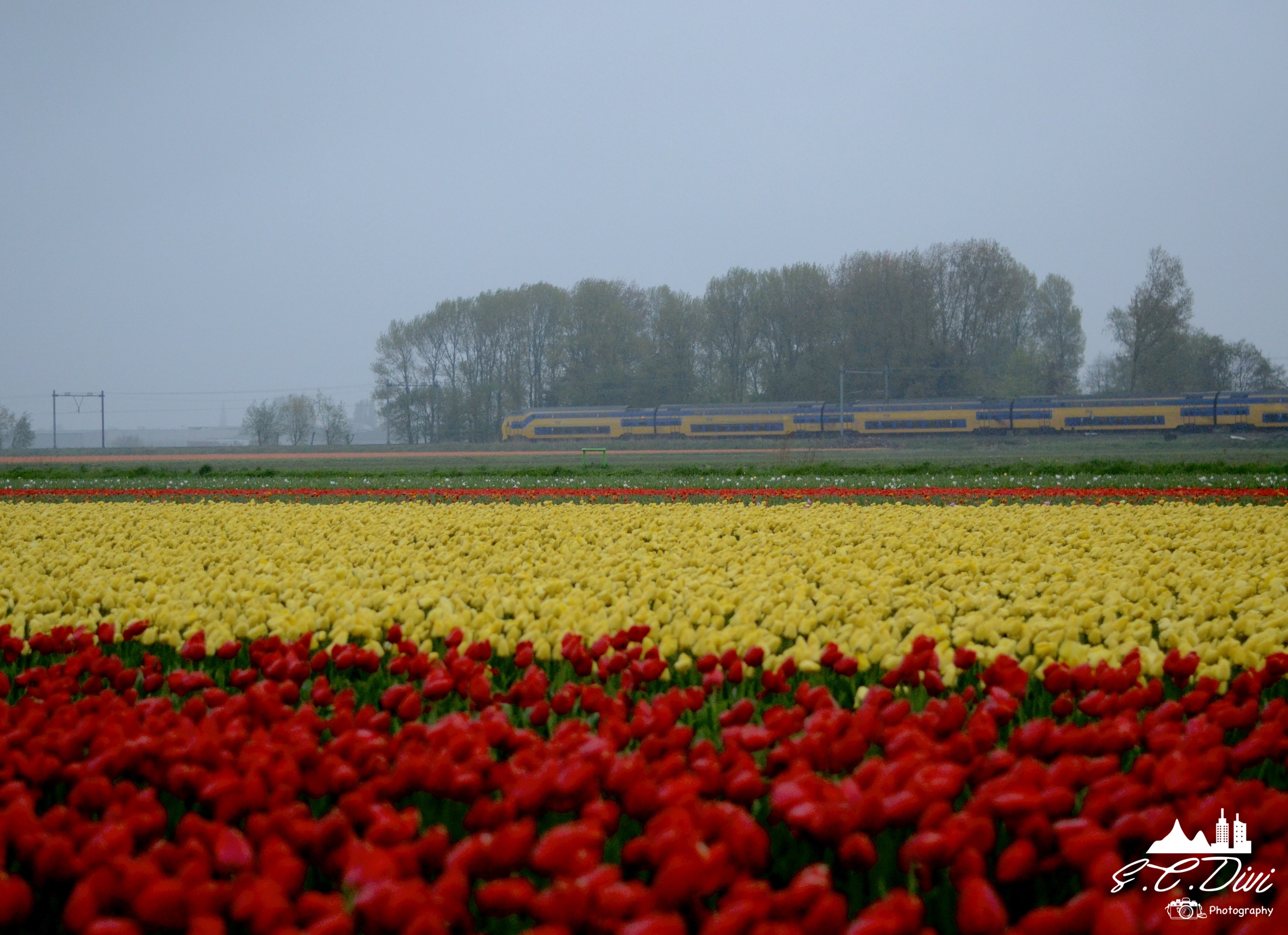 keukenhof